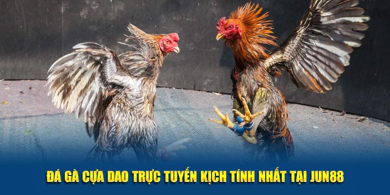 Đá Gà Cựa Dao Trực Tuyến Kịch Tính Nhất Tại Jun88