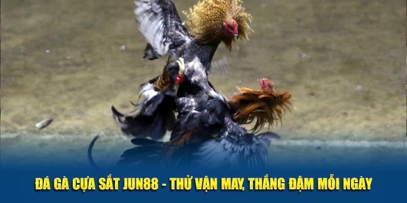 Đá Gà Cựa Sắt JUN88 - Thử Vận May, Thắng Đậm Mỗi Ngày