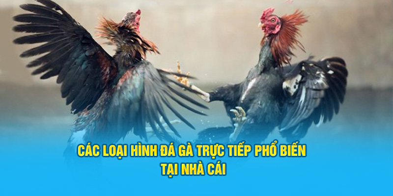 Các loại hình phổ biến nhất tại nhà cái