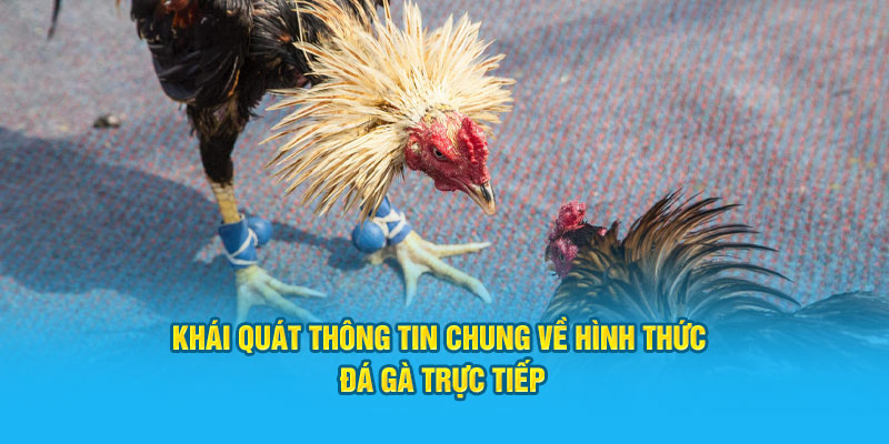 Khái quát thông tin chung về hình thức đá gà trực tiếp