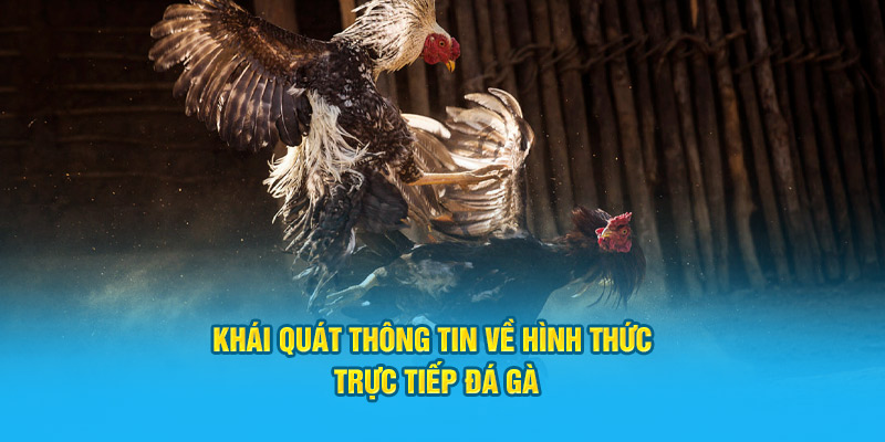 Khái quát thông tin về hình thức giải trí trực tiếp đá gà