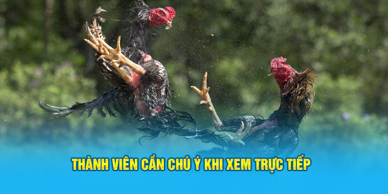 Thành viên cần chú ý khi sử dụng dịch vụ xem trực tiếp tại Jun88