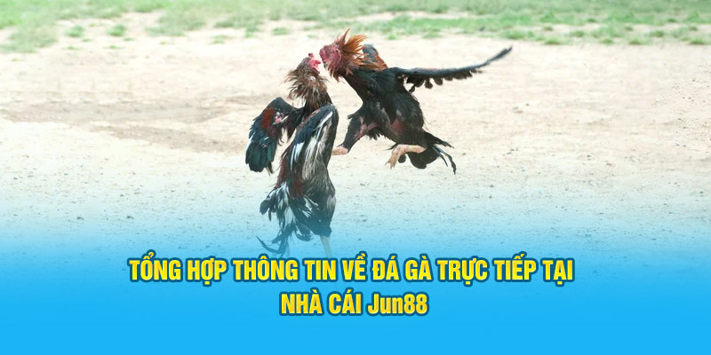 Tổng Hợp Thông Tin Về đá gà trực tiếp Tại Nhà Cái Jun88